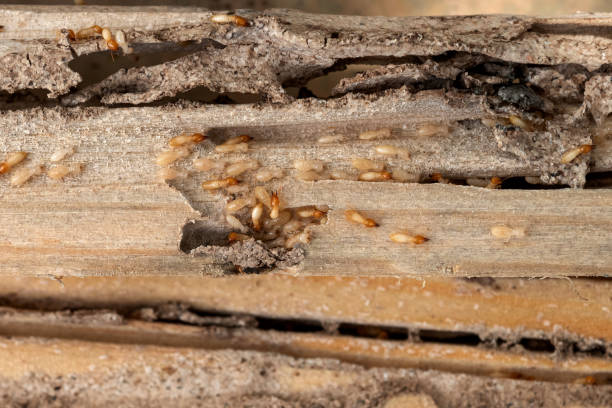 Best Affordable Pest Control Services  in Lake Telemark, NJ